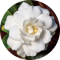 khadija alhawai avatar